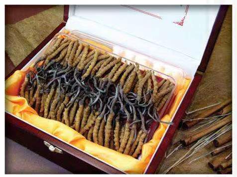 靖边冬虫夏草回收